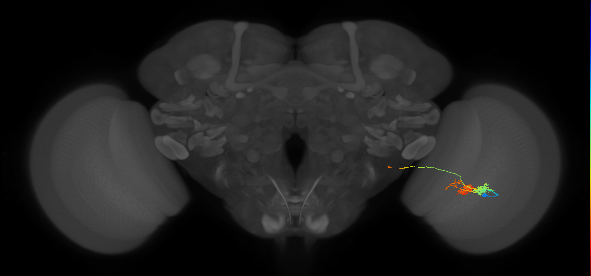TmY14_R (MaleCNS:22771)