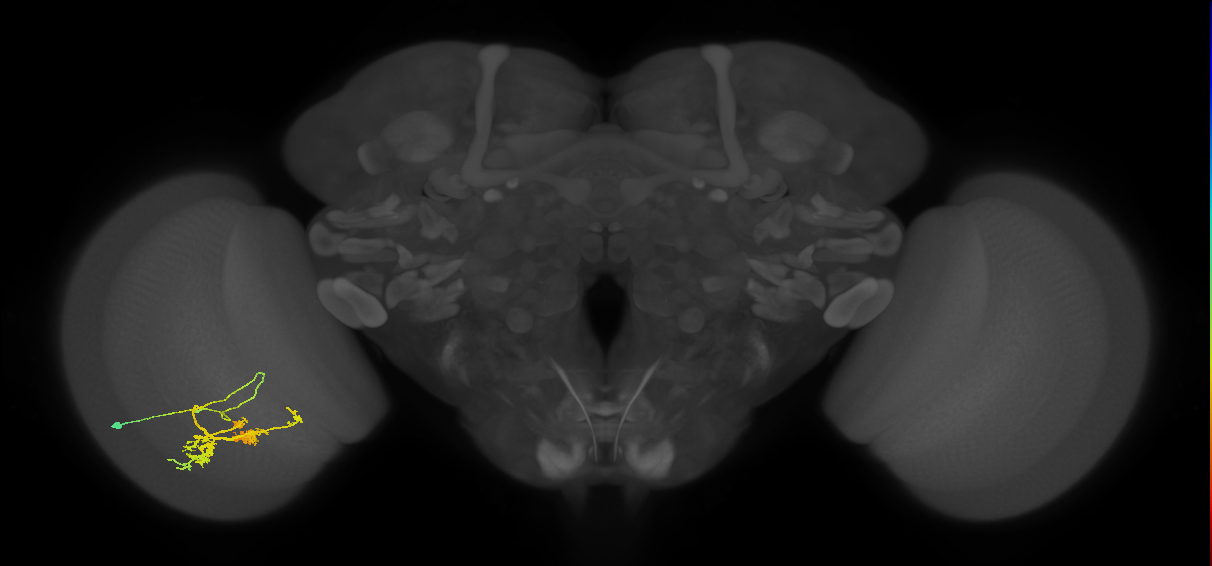 TmY14_L (MaleCNS:18008)