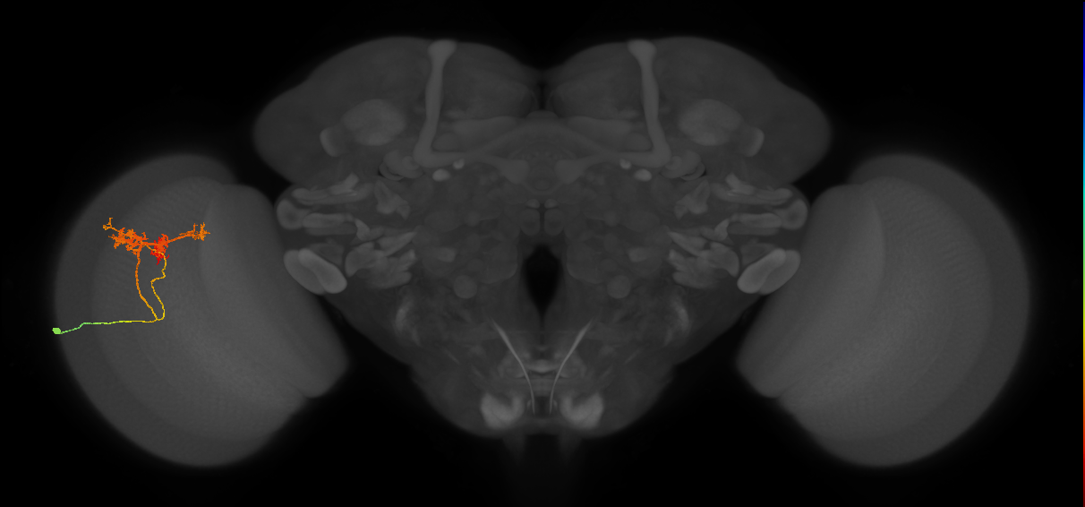 TmY14_L (MaleCNS:22716)