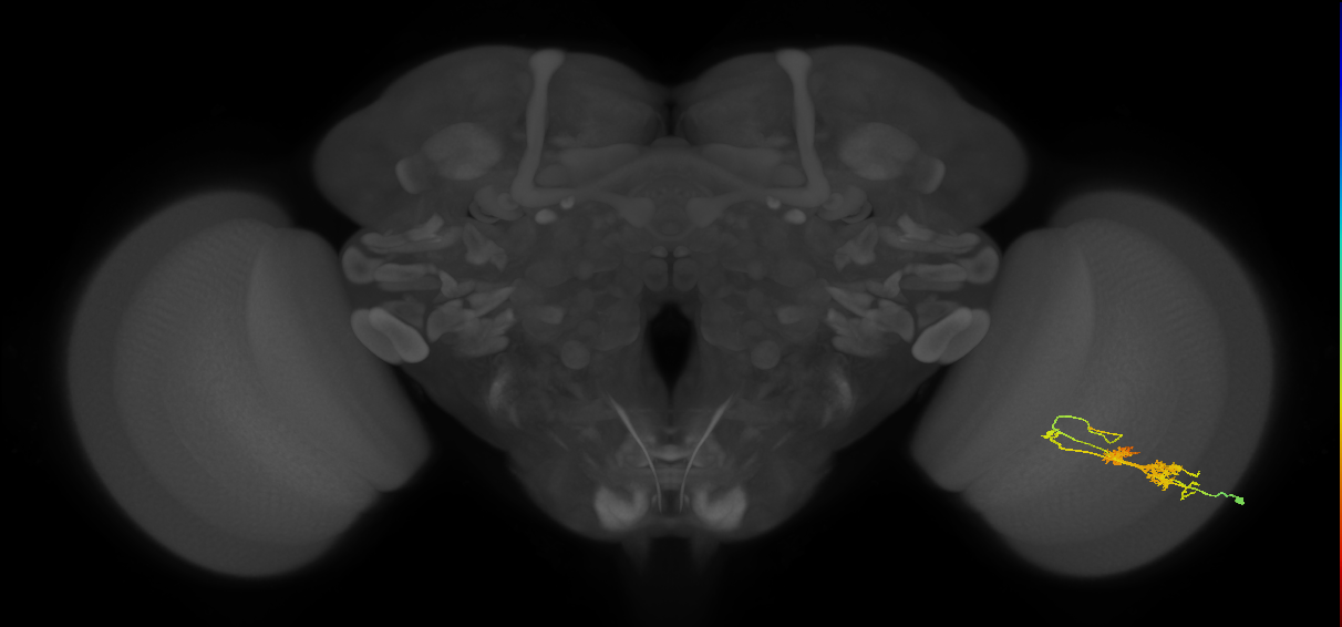 TmY14_R (MaleCNS:24943)
