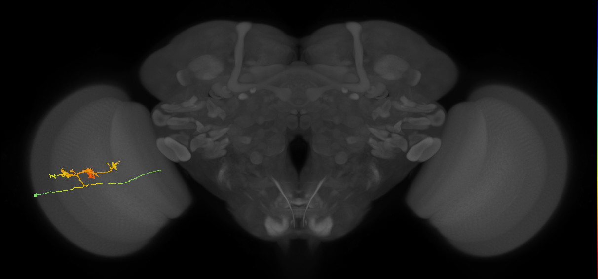 TmY14_L (MaleCNS:16810)