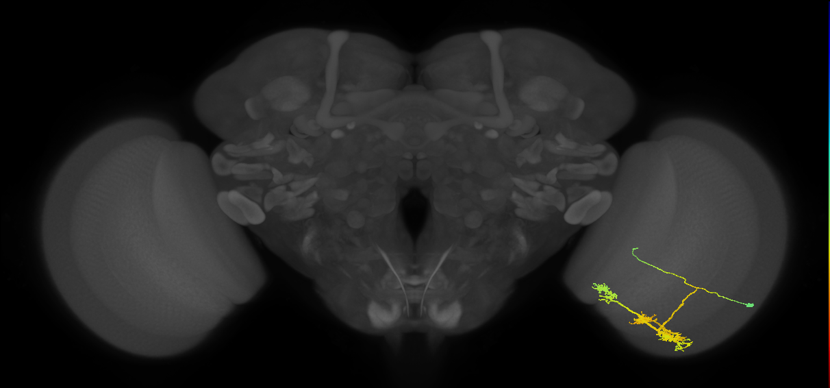 TmY14_R (MaleCNS:22748)