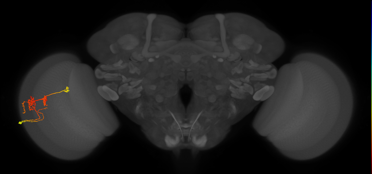 TmY14_L (MaleCNS:23069)