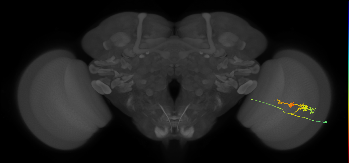 TmY14_R (MaleCNS:22675)