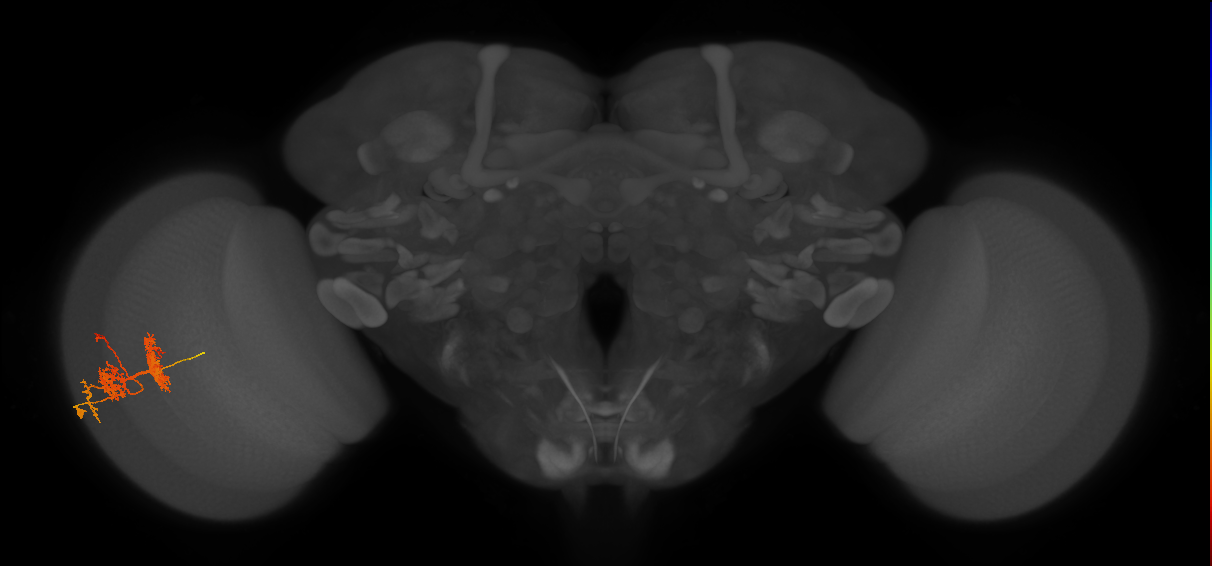 TmY14_L (MaleCNS:26966)