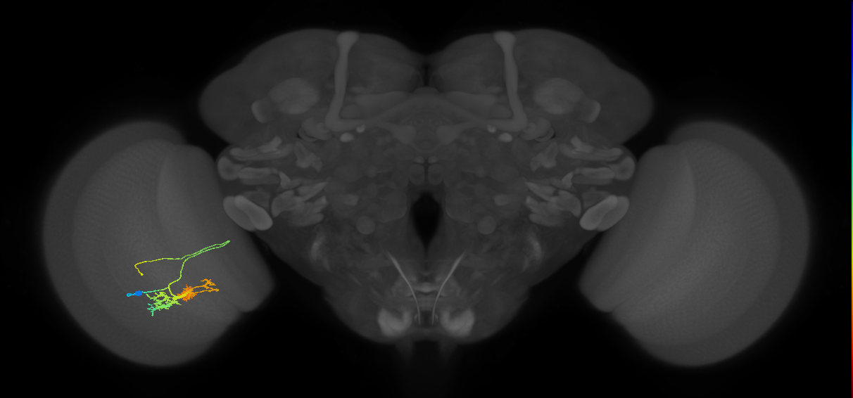 TmY14_L (MaleCNS:531159)