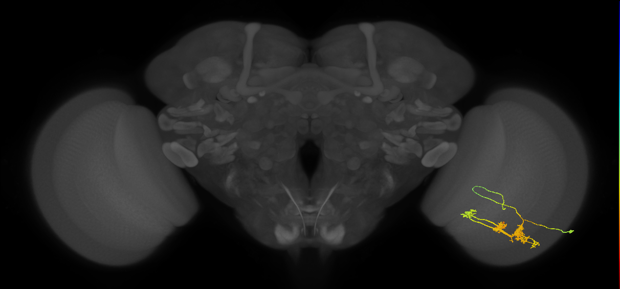 TmY14_R (MaleCNS:22878)