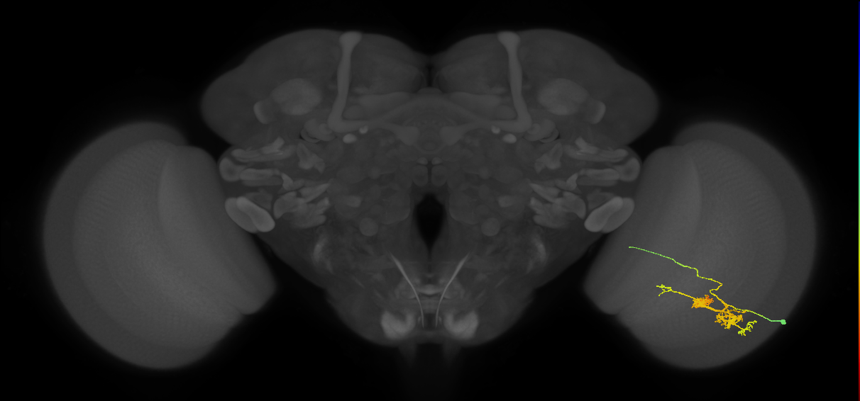 TmY14_R (MaleCNS:22734)
