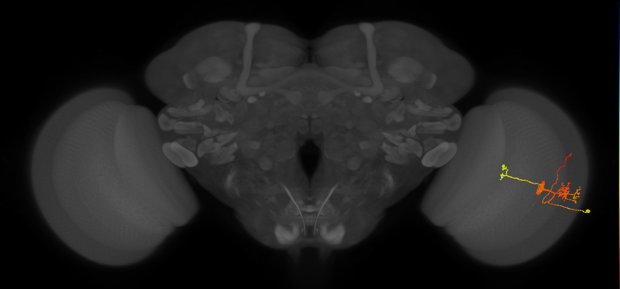 TmY14_R (MaleCNS:23997)