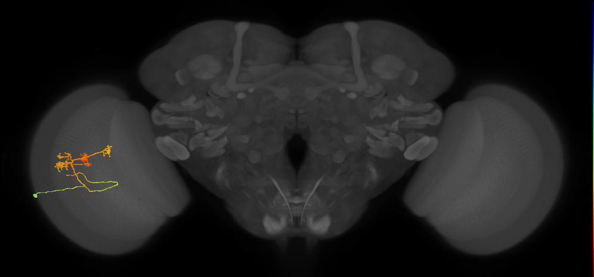 TmY14_L (MaleCNS:122759)