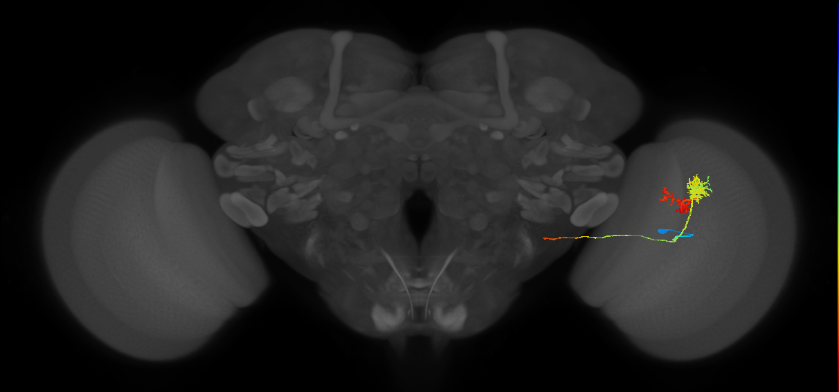TmY14_R (MaleCNS:22141)