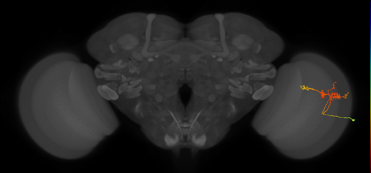 TmY14_R (MaleCNS:25059)