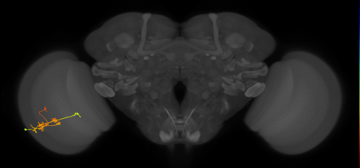 TmY14_L (MaleCNS:20368)