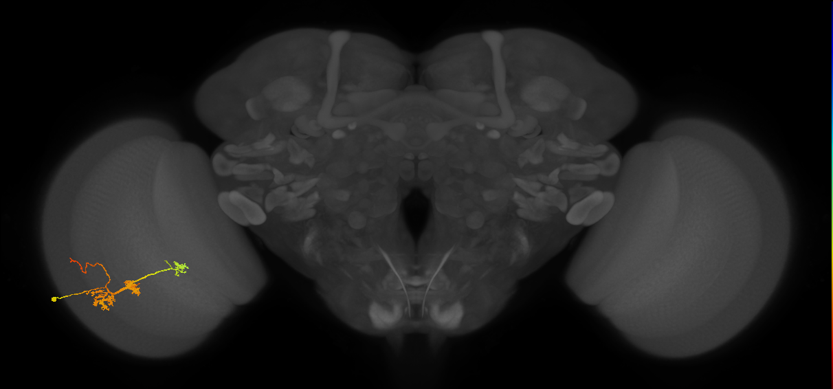 TmY14_L (MaleCNS:28777)