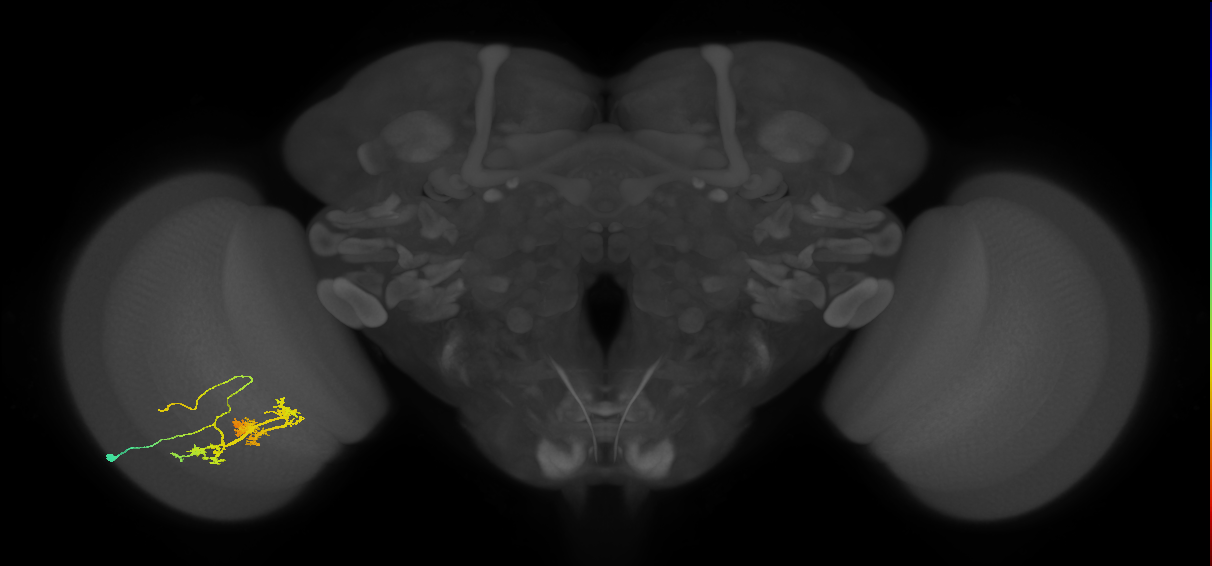 TmY14_L (MaleCNS:523958)