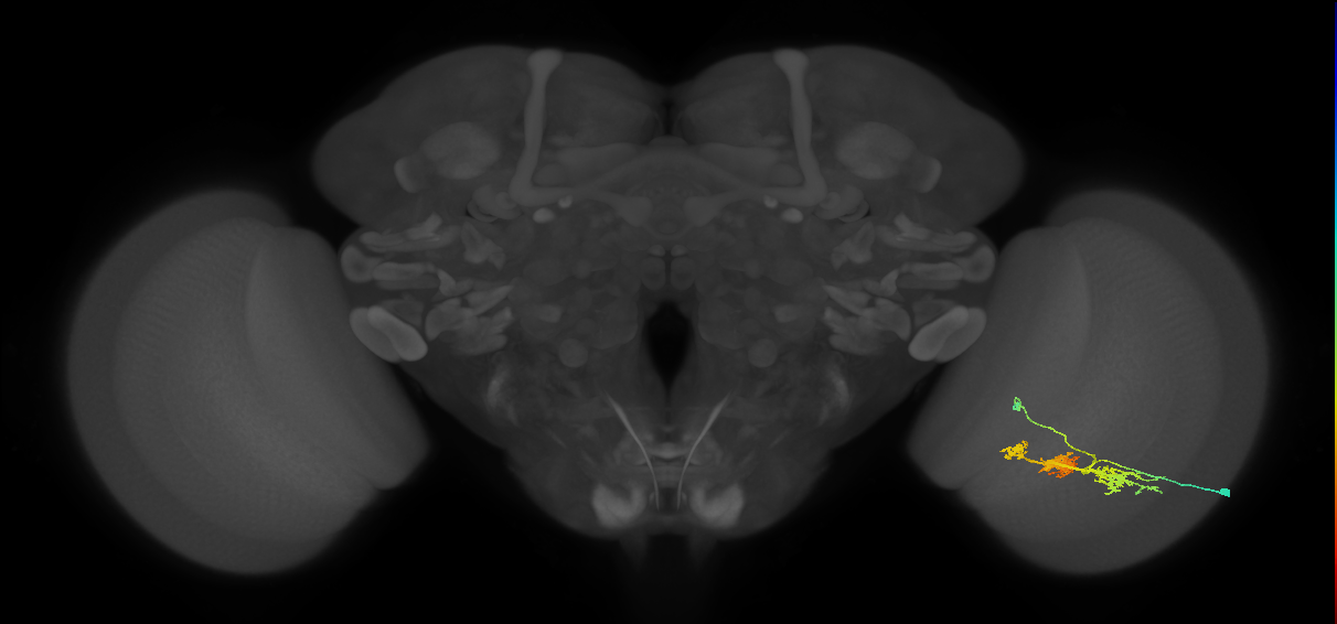 TmY14_R (MaleCNS:22655)