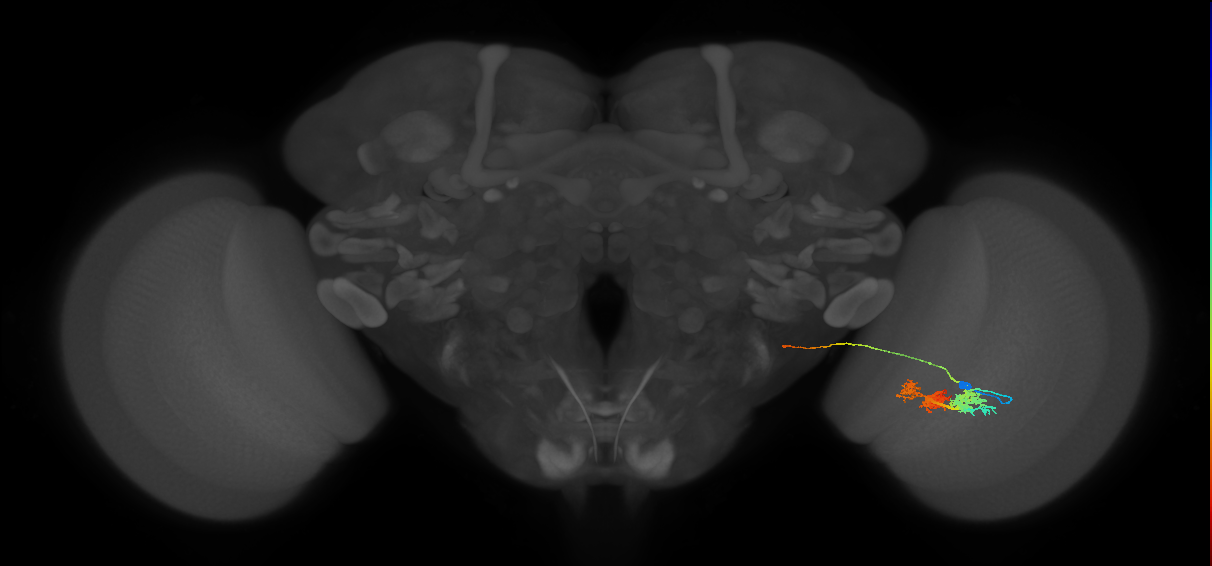 TmY14_R (MaleCNS:20587)