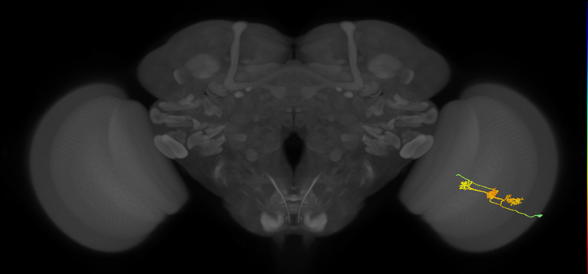 TmY14_R (MaleCNS:23144)