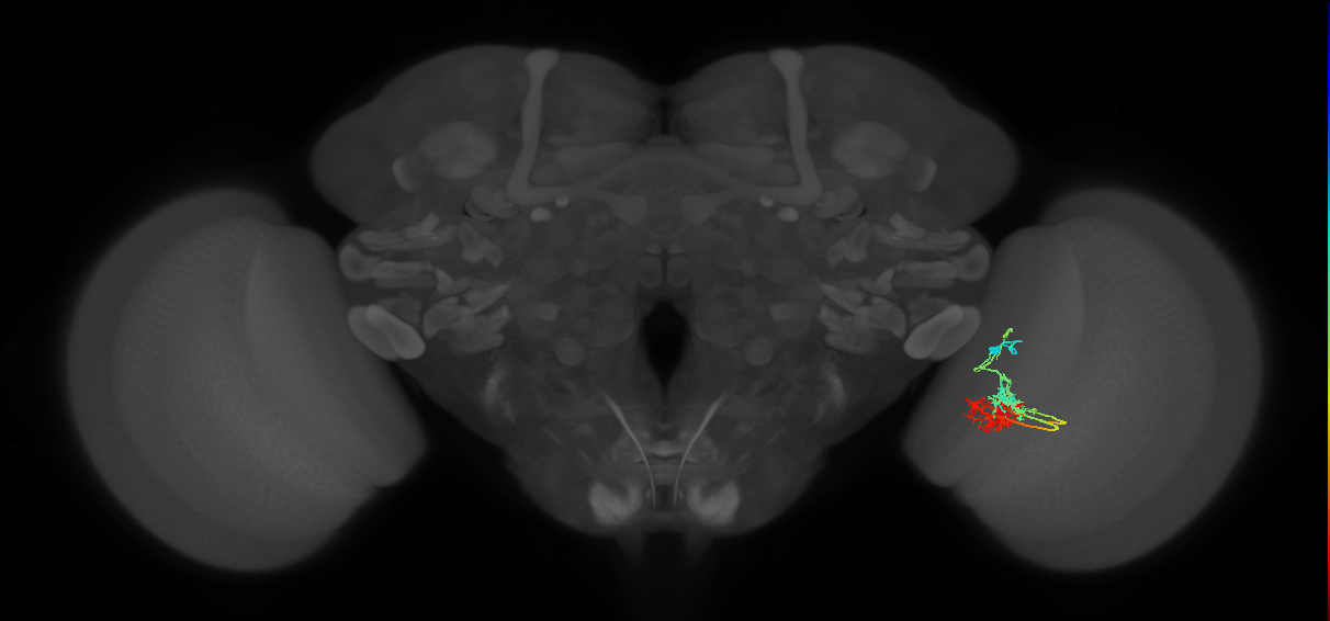 TmY14_R (MaleCNS:26688)