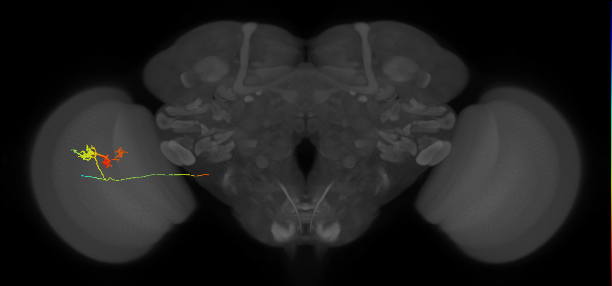 TmY14_L (MaleCNS:515808)