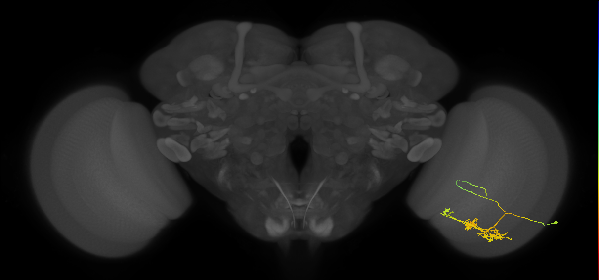TmY14_R (MaleCNS:25654)
