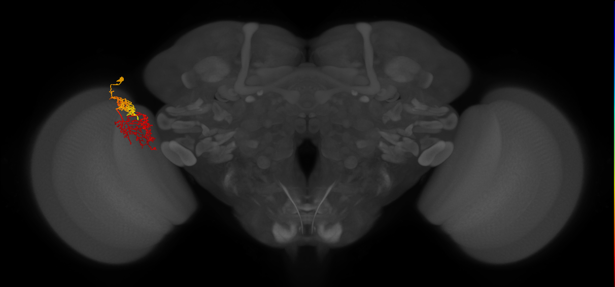 TmY15_L (MaleCNS:559940)
