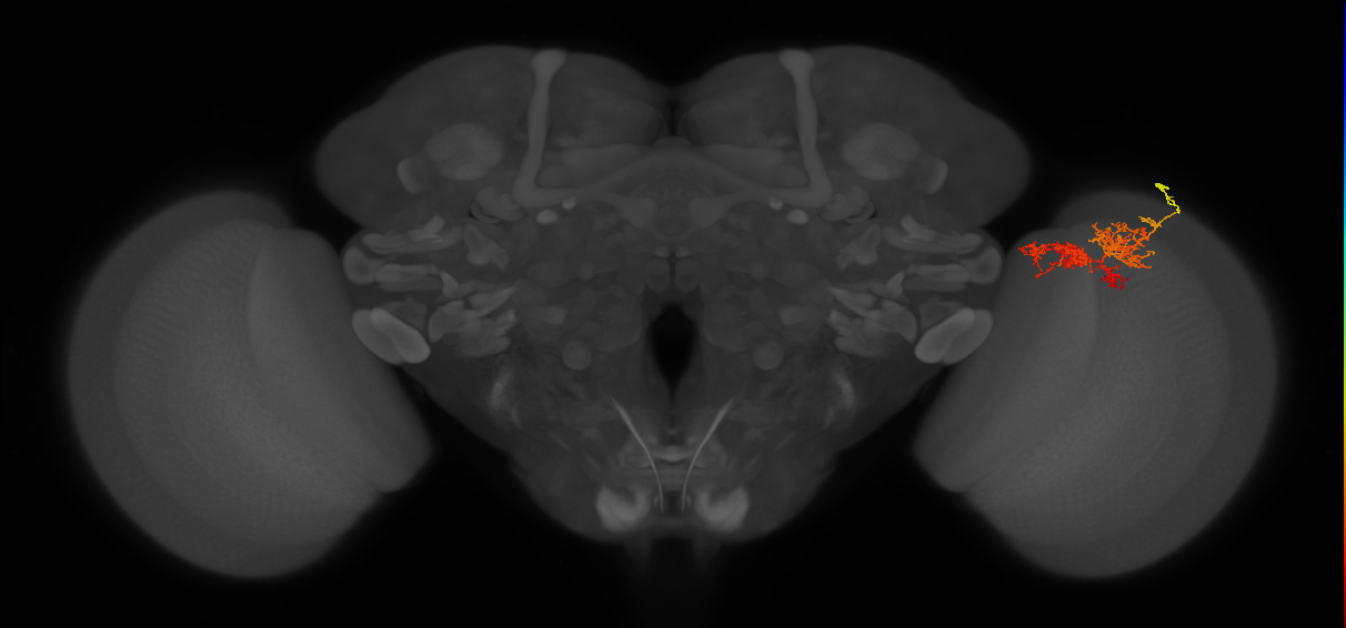 TmY15_R (MaleCNS:34458)