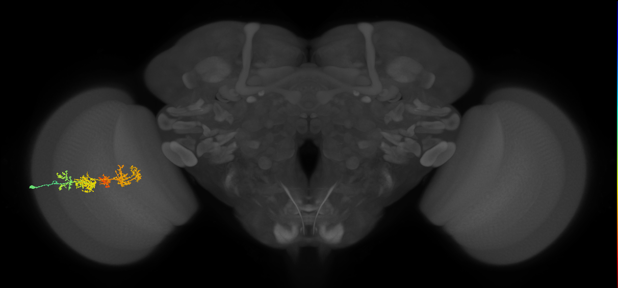 TmY15_L (MaleCNS:527040)