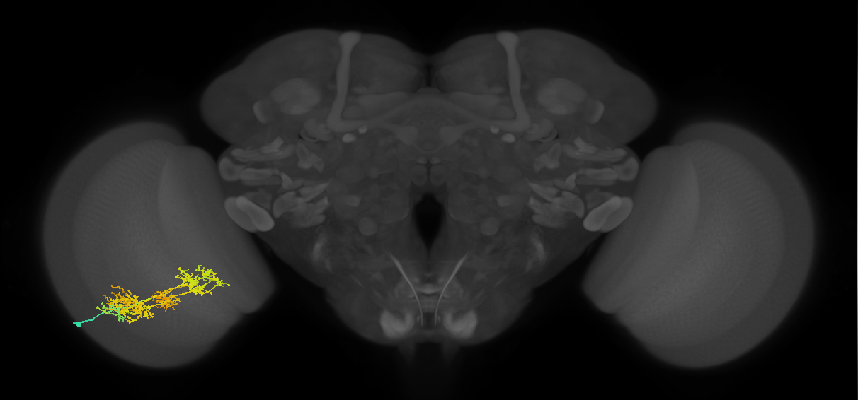 TmY15_L (MaleCNS:529856)