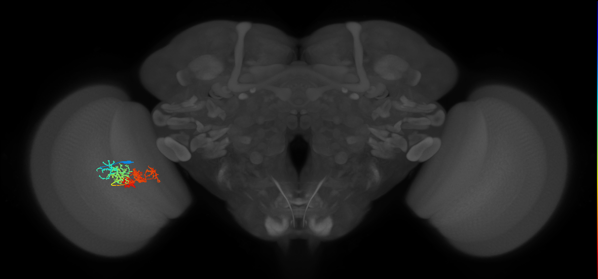 TmY15_L (MaleCNS:32596)