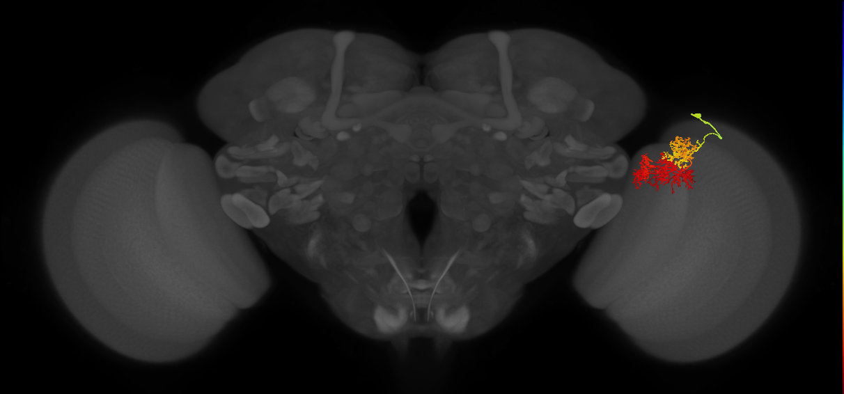TmY15_R (MaleCNS:27338)