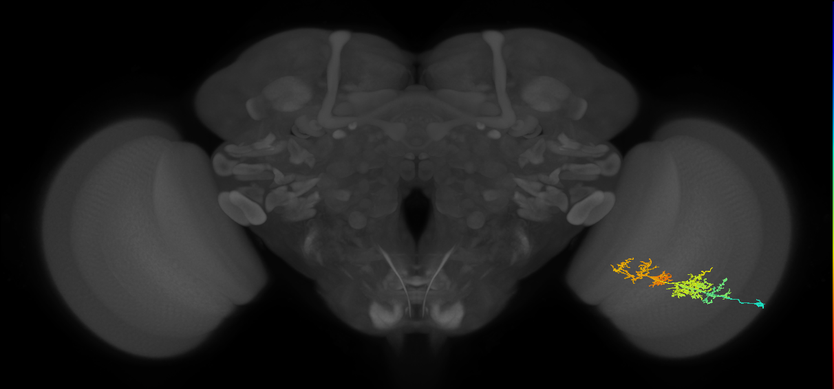 TmY15_R (MaleCNS:32821)