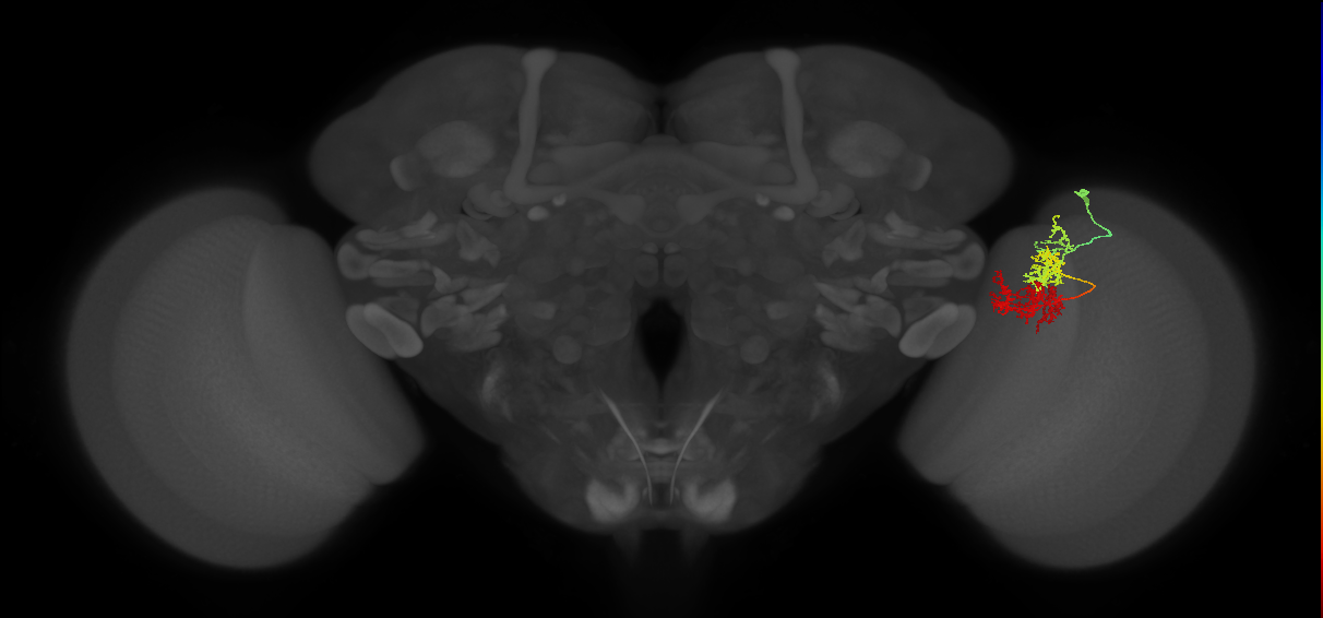 TmY15_R (MaleCNS:38485)