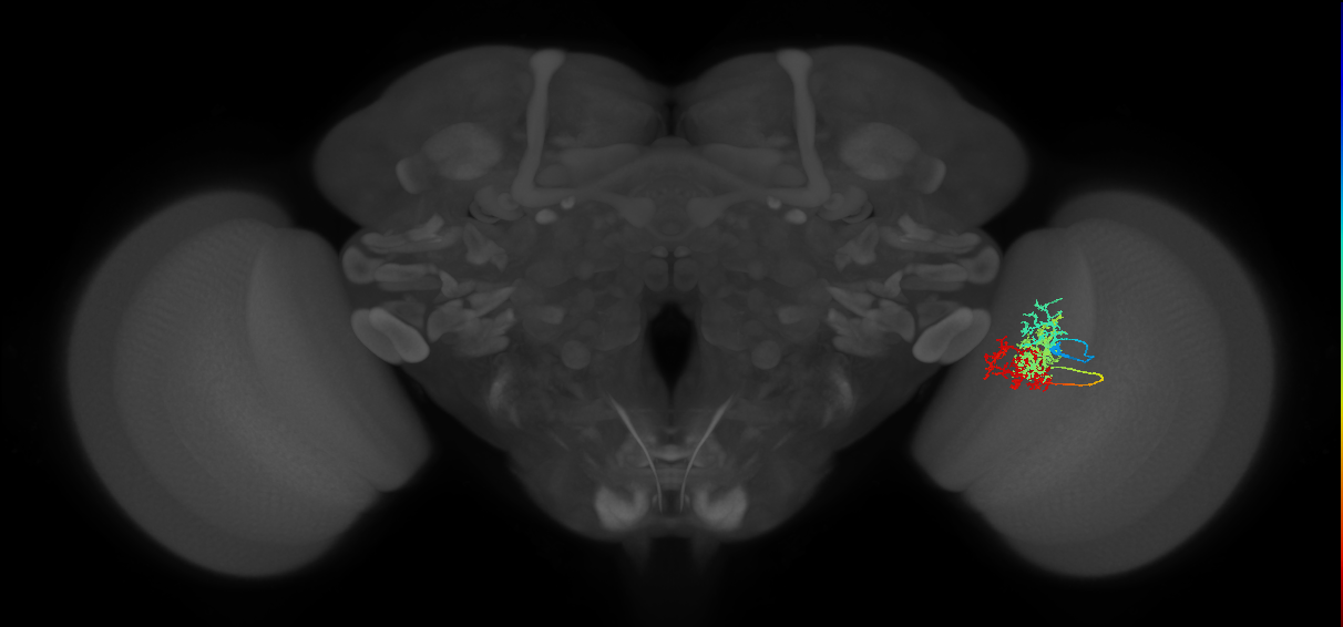 TmY15_R (MaleCNS:31497)