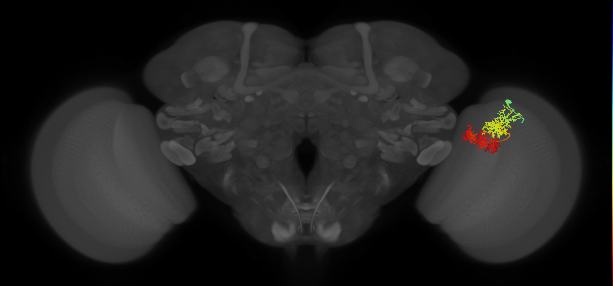 TmY15_R (MaleCNS:28587)