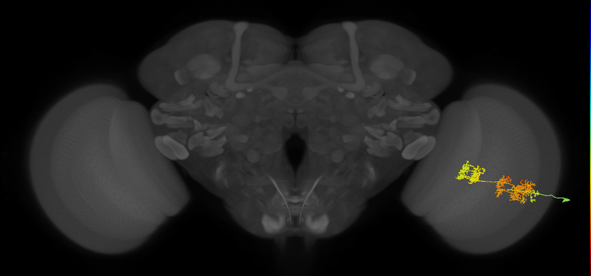 TmY15_R (MaleCNS:26151)