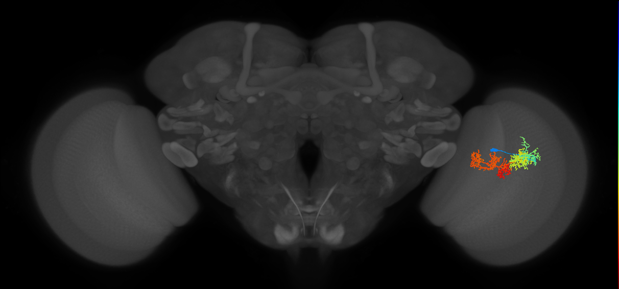 TmY15_R (MaleCNS:27783)