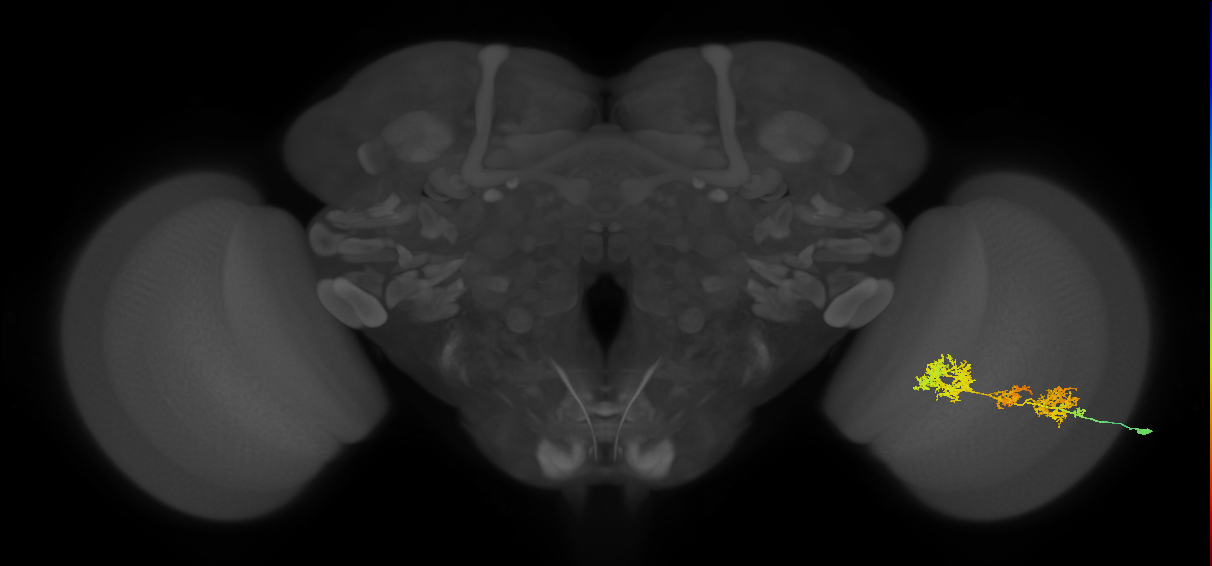 TmY15_R (MaleCNS:26486)