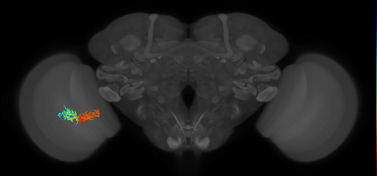 TmY15_L (MaleCNS:517155)
