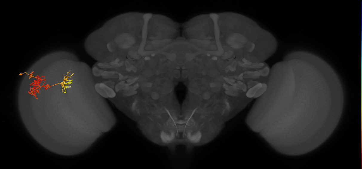 TmY15_L (MaleCNS:44396)