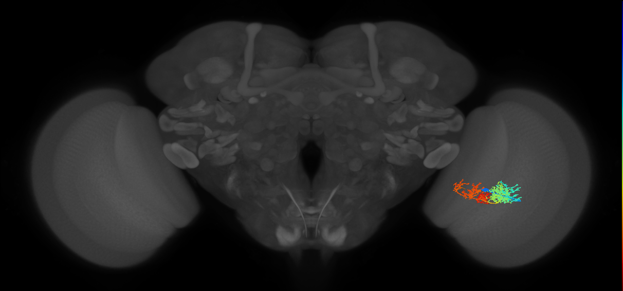 TmY15_R (MaleCNS:29554)