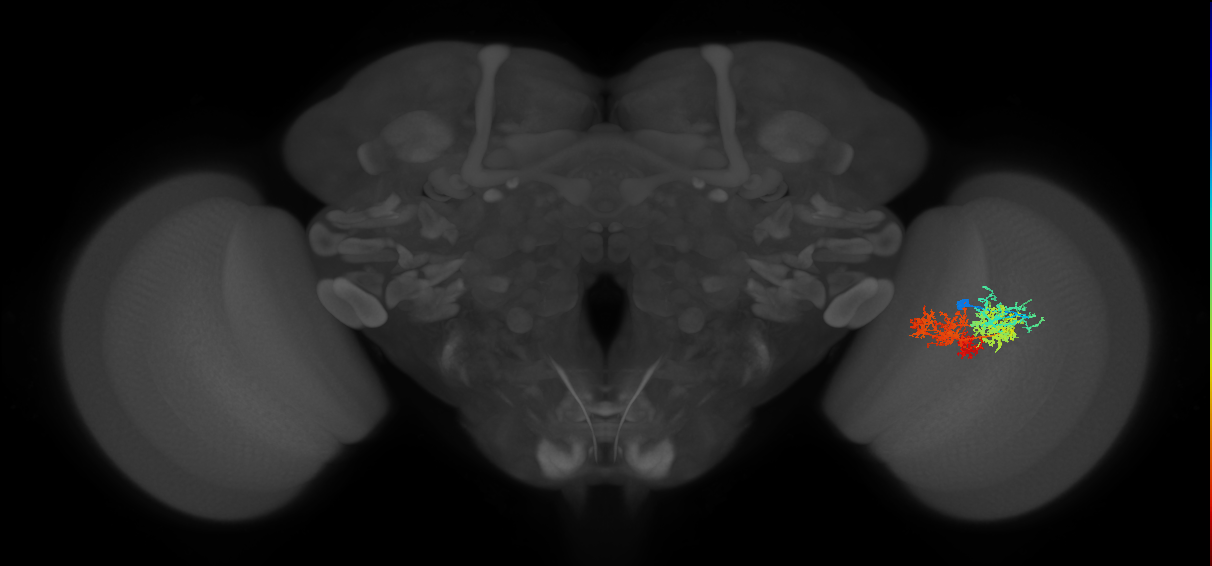 TmY15_R (MaleCNS:24490)