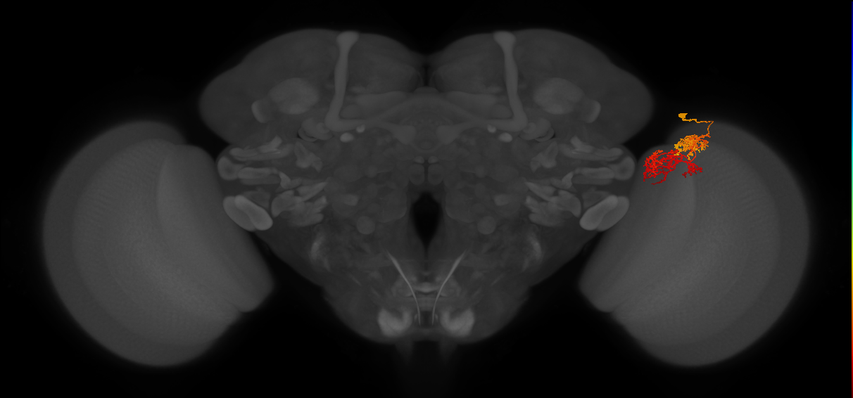 TmY15_R (MaleCNS:36566)