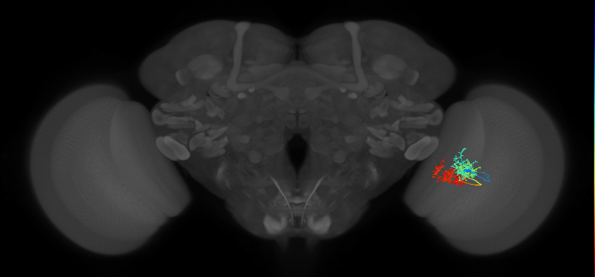 TmY15_R (MaleCNS:29599)