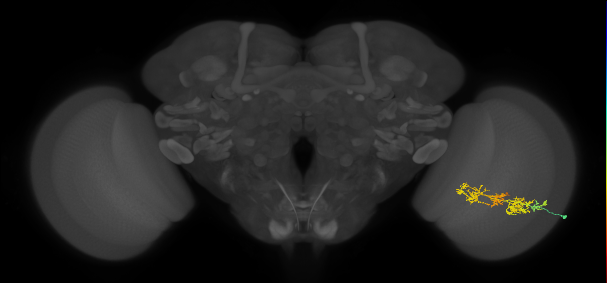 TmY15_R (MaleCNS:32551)