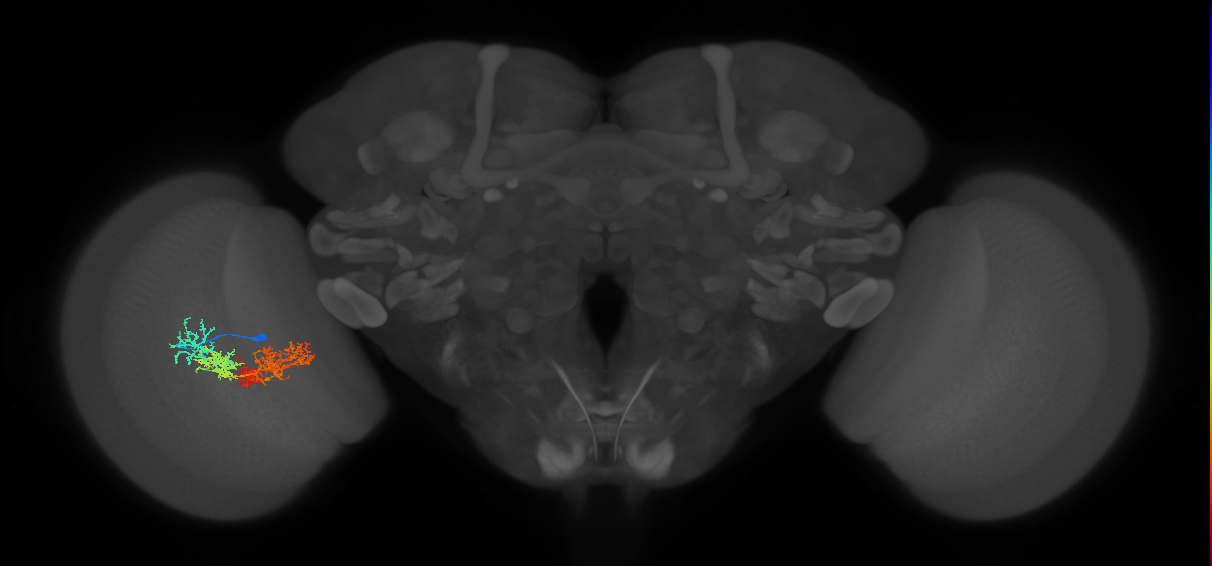 TmY15_L (MaleCNS:24244)