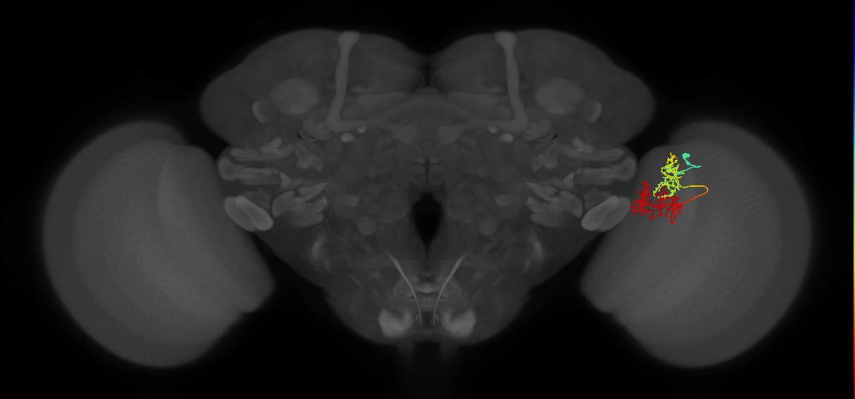 TmY15_R (MaleCNS:45527)