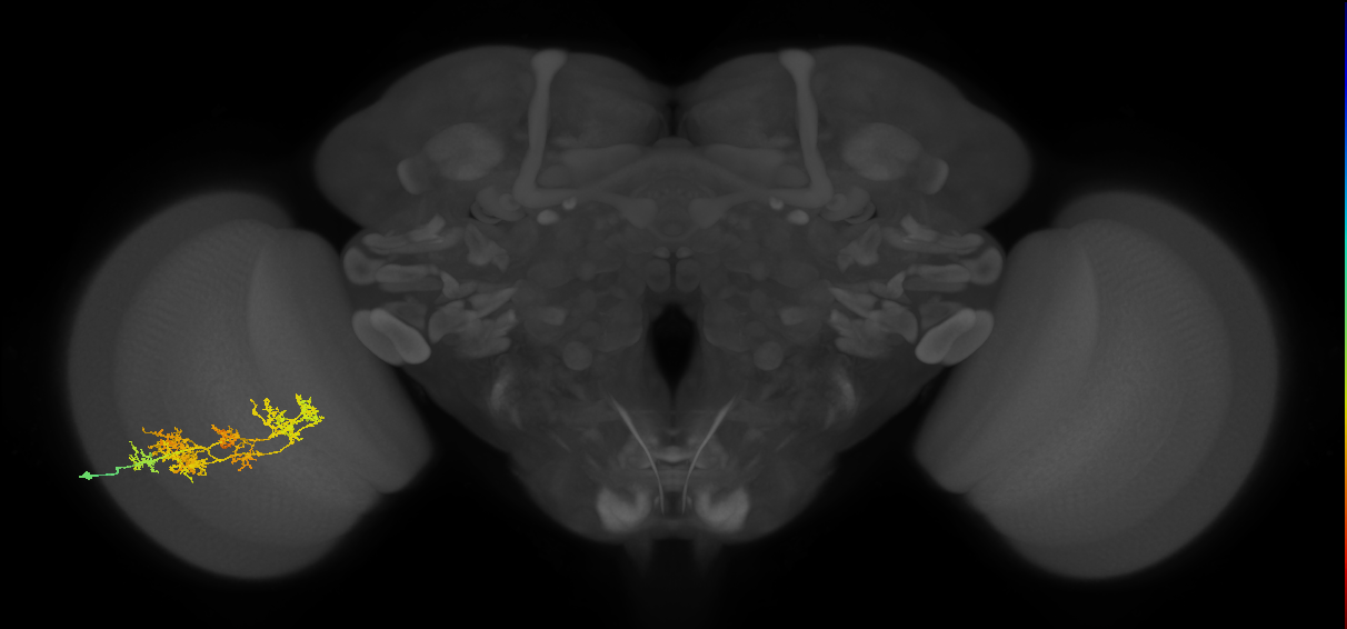 TmY15_L (MaleCNS:27400)