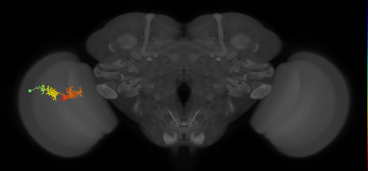 TmY15_L (MaleCNS:29761)