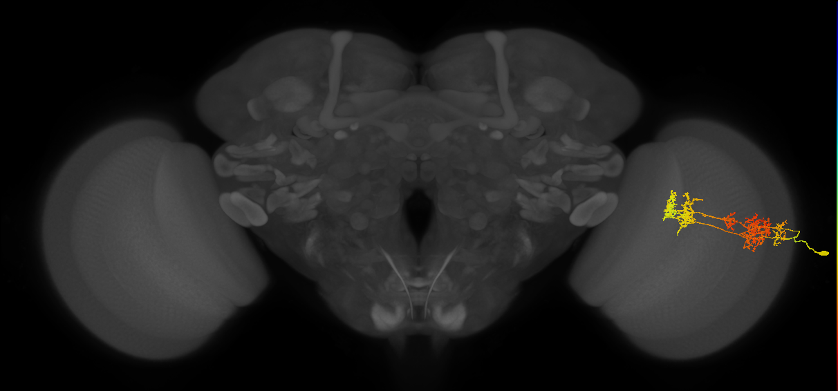 TmY15_R (MaleCNS:26770)